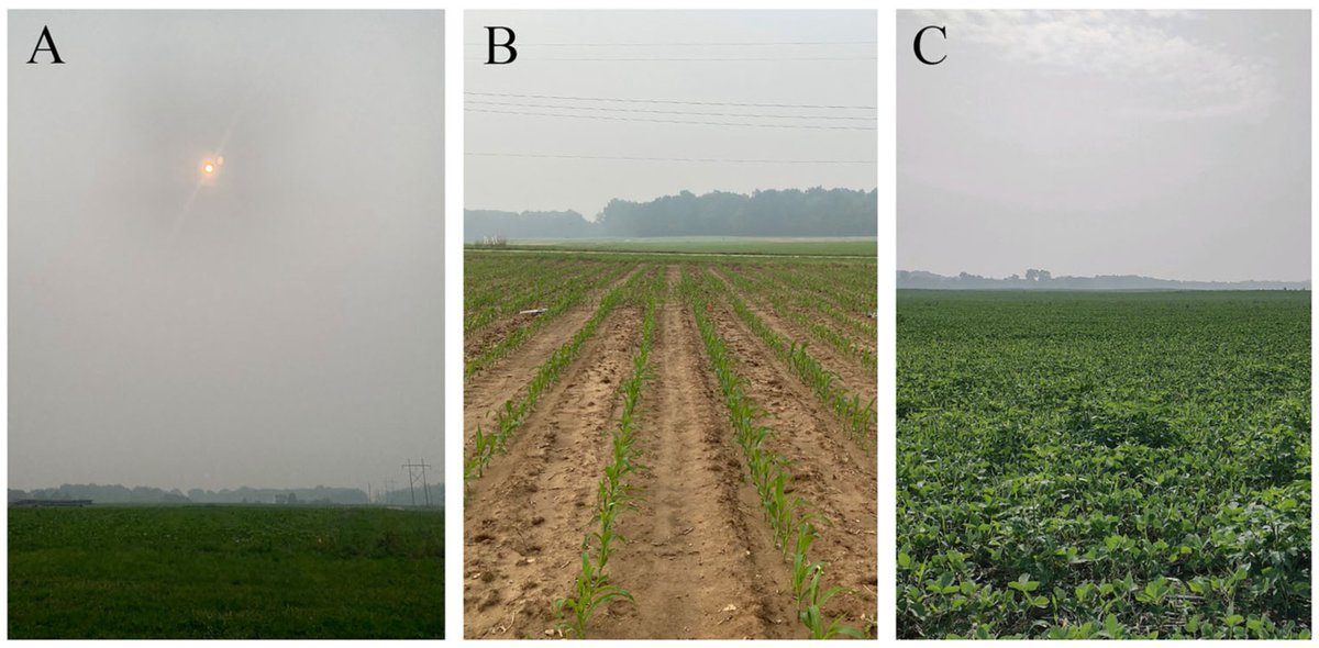 Concerned about #wildfire haze affecting #corn yields?

Check this brief report from <a href="/cropstressOSU/">Alex Lindsey</a> <a href="/drwilsonsWX/">Aaron Wilson</a> <a href="/OrtezCornCrops/">Osler Ortez</a> &amp; <a href="/StepUpSoy/">Laura Lindsey</a>.

Link: doi.org/10.1002/cft2.2…

<a href="/OSU_HortCropSci/">Ohio State Horticulture and Crop Science</a>
<a href="/OSU_Agronomy/">Ohio State Agronomy</a>
<a href="/CFAES_OSU/">Ohio State - CFAES</a>