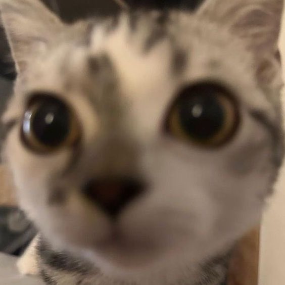 jolly (@bluupilled) on Twitter photo 