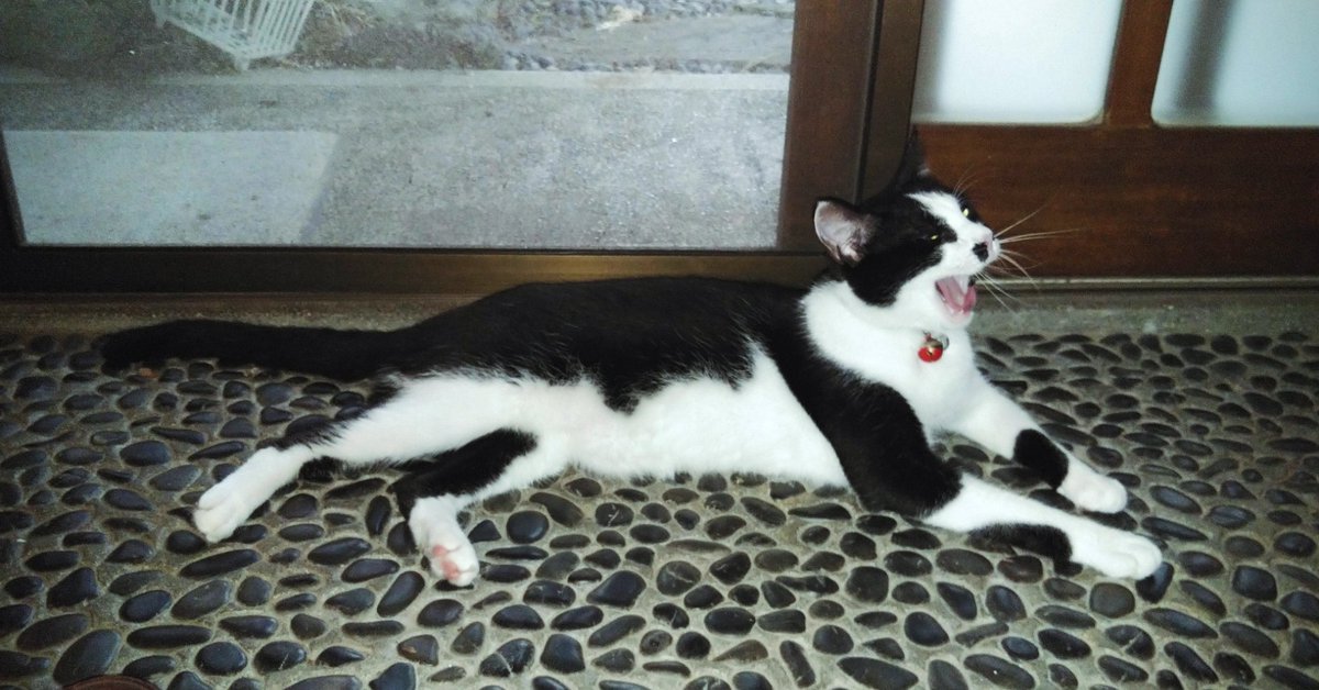 kuro0021's tweet photo. #涼しい
#石土間
#猫のいる暮らし
#猫のいる生活
#cool
#stonefloor
#lifewithcats https://t.co/EjbnrcefbE