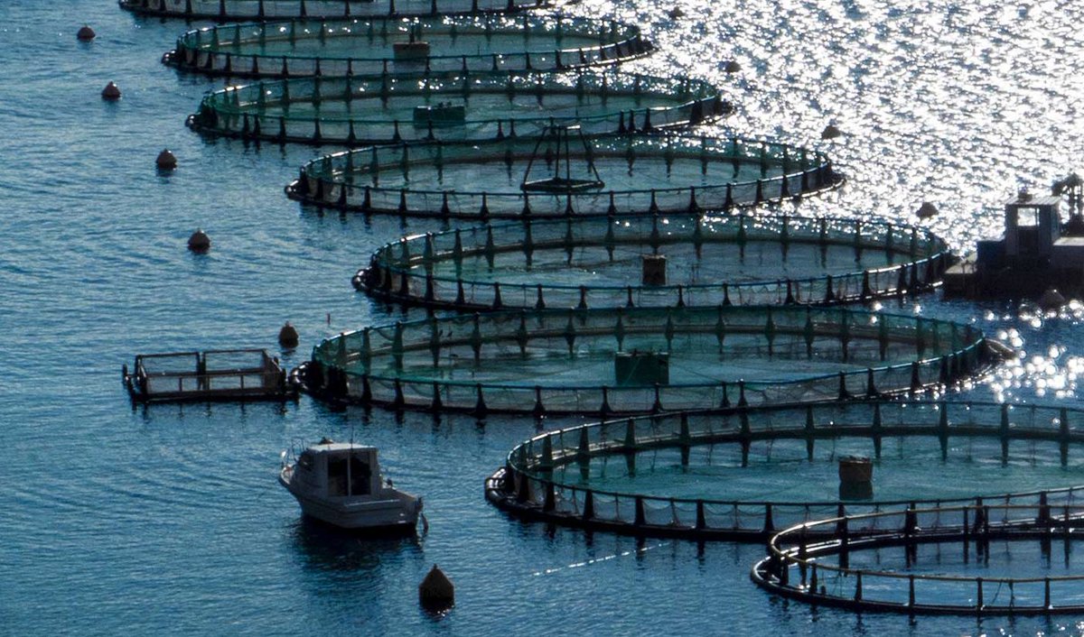 Avramar (@avramarseafood) presenta su Memoria de Sostenibilidad subrayando su “compromiso inquebrantable con la sostenibilidad y la innovación"

ow.ly/QmAz50SR05Z