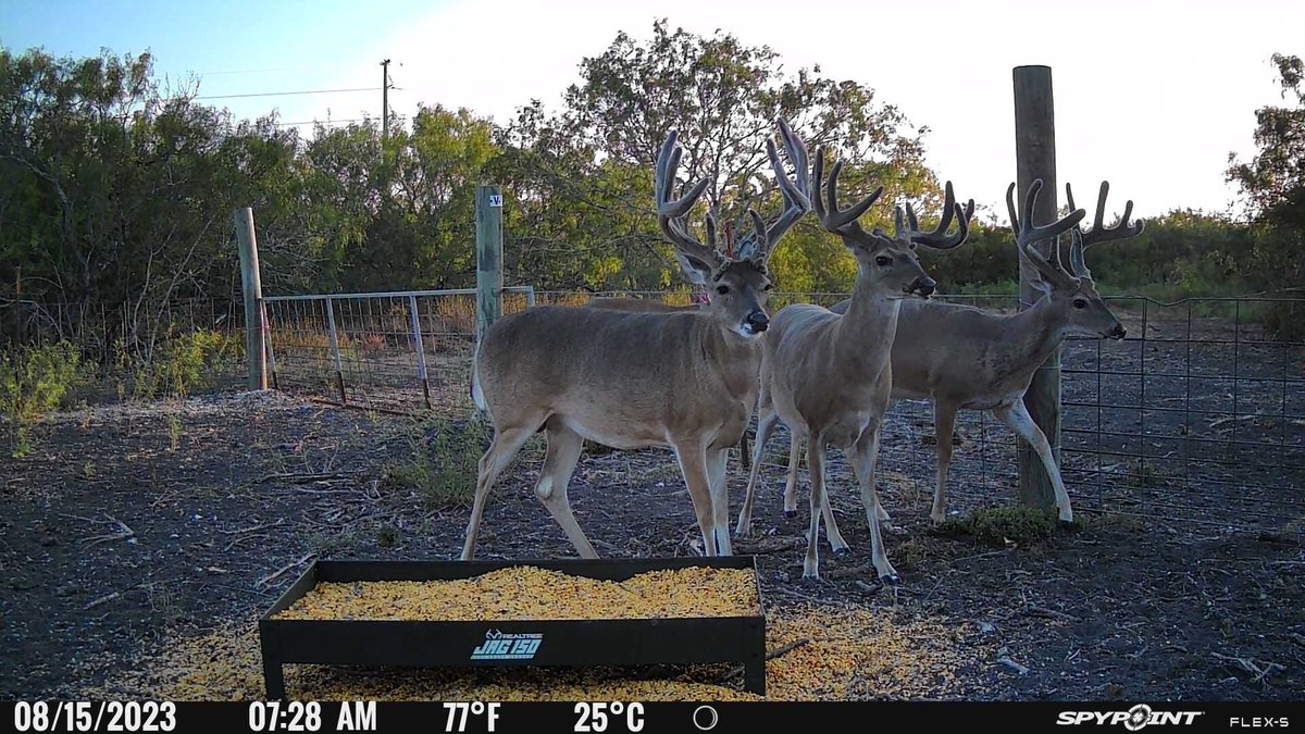 Which one of these buck would you be looking forward to seeing in the fall? <a href="/SpypointCamera/">SPYPOINT Trail Cameras</a>