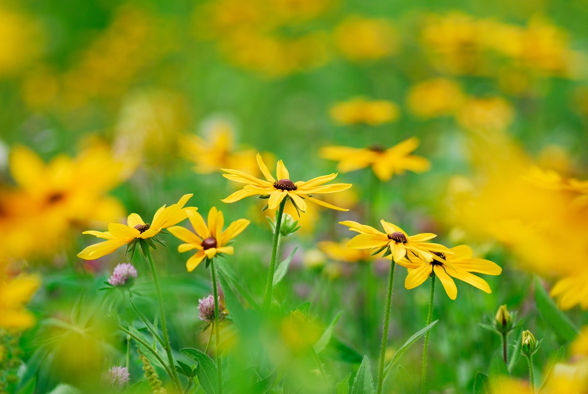 kiyomi_ikehata's tweet image. 「オオハンゴンソウ」

たまにはお花の写真を。
NikonD200のccdセンサー機とお気に入りの単焦点レンズのオールド機材のセットで撮影しました。
こってり感が良い感じです。

カメラ:Nikon D200
レンズ:AI AF Nikkor 180mm f/2.8D IF-ED
JPEG撮って出し

#オオハンゴンソウ
#nikond200
#ccdsensor