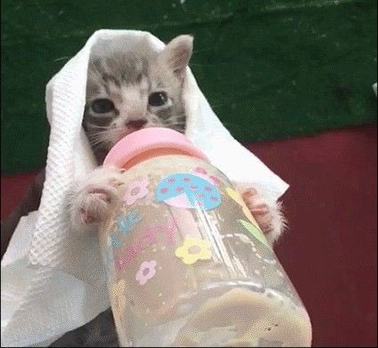 iShotAdri's tweet photo. @EllisReginald_ I be fren, I also has cat pics :3 https://t.co/Aw8QDlylxI
