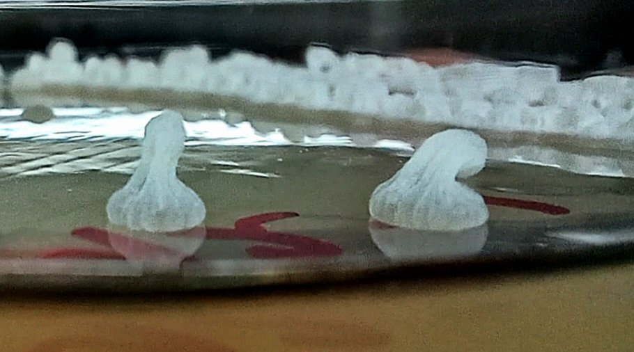 AndresAD81's tweet photo. #Bacillus https://t.co/GwMnNM6YCt