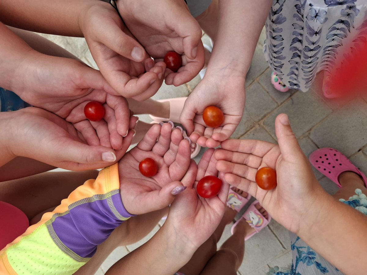 Yohady81's tweet photo. Children planted cherry tomato seeds in the #Ecogarden today 🍅 Another of our #sustainable summer activities at #SunsetHarbourClub ♻️ Let's help our children to take care of their planet! #Goinggreen #NoplanetB @Radha_dadlani @RachelDemmy @lourdesGober https://t.co/y31bXaAeRw