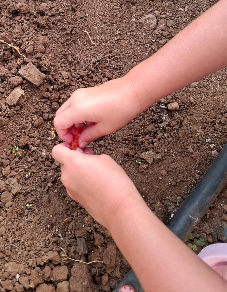 Yohady81's tweet photo. Children planted cherry tomato seeds in the #Ecogarden today 🍅 Another of our #sustainable summer activities at #SunsetHarbourClub ♻️ Let's help our children to take care of their planet! #Goinggreen #NoplanetB @Radha_dadlani @RachelDemmy @lourdesGober https://t.co/y31bXaAeRw