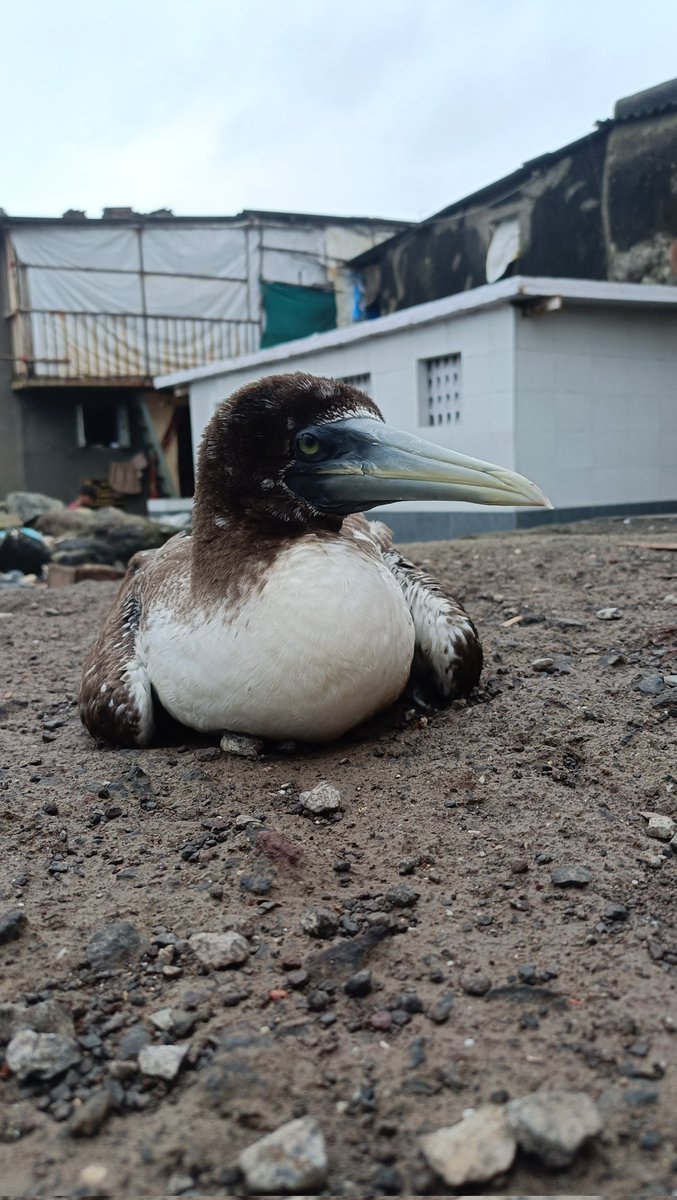Mayur02108285's tweet photo. Peruvian booby was rescued today at walkeshwar.
@fdmyanmar @PetaIndia @AUThackeray @BharGo8 @radhagoenka @bani_j 
#peruvian #malbarhill
#walkeshwar #banganga #marinelife #seabird https://t.co/D3sT4lEIyQ