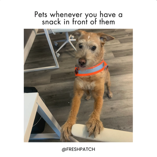 FreshPatch's tweet image. Once you have a pet, you can never have a snack in peace 🤣 ⁠
⁠
#petparentproblems #petmeme #dogmeme #freshpatchpup