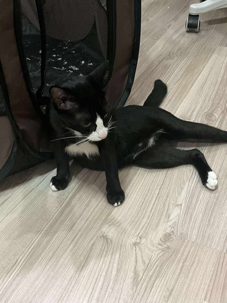 CatsterClub's tweet photo. 🏠หาบ้านให้น้องแมวค่ะ🏠

ดญ อายุ 6 เดือน
น้องหลงมาอยู่ที่ข้างออฟฟิศ แล้วติดอยู่บนฝ้าหลายวันค่ะ ตอนเจอใส่ปลอกคอไซส์ของสุนัข แต่ตามหาเจ้าของไม่เจอค่ะ

นิสัยร่าเริ่งมาก ขี้อ้อน ติดคนมาก ฉลาด
กินเยอะมากกกกกค่ะ เทเม็ดให้กินเกลี้ยงทุกครั้ง

น้องตรวจโรคแล้ว ไม่มีเอดส์แมว/หัด/ลิวคีเมีย ผลเลือดปกติ
*ยินดีทำวัคซีนเข็มแรกให้ค่ะ
*ยินดีไปส่งให้ถึงที่ค่ะ

พิกัด รามอินทรา 40
0824828973
Line id: wichuing