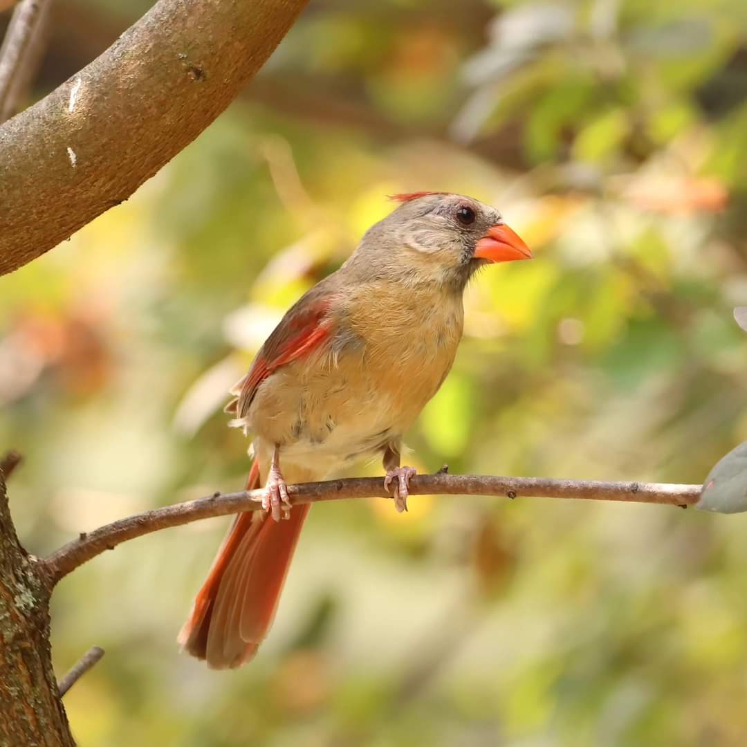 birdhouse_love's tweet image. What a lovely lady!
#femalecardinals #femalecardinal #cardinals #cardinal #birds #ohiobirdworld #ohiobirdlovers #birdlovers #birdwatching #birdwatchers #birdlife #birdlove #birdwatchersdaily #birdwatcher #beavercreekbirding #ilovebirds