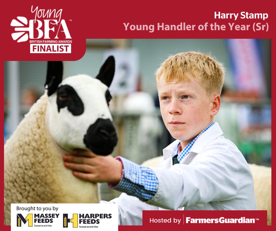 FarmingAwards's tweet photo. Congratulations to our Finalists for Senior Young Handler of the Year 2024!
- Sebastian Carr
- Sophie Long
- Harry Stamp
The winner will be announced during our ceremony at Canon Hall Farm later this month 🏆 https://t.co/qW9YKfbp8Z
