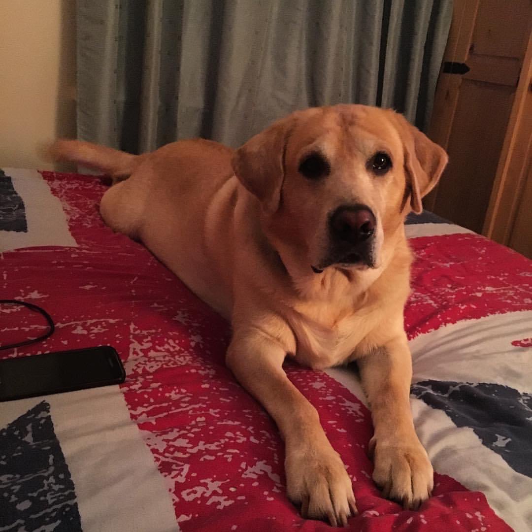 deblou1's tweet photo. Said goodbye to my big bear today 💔🐾 run free big man 🌈 https://t.co/njPPl4bw9a