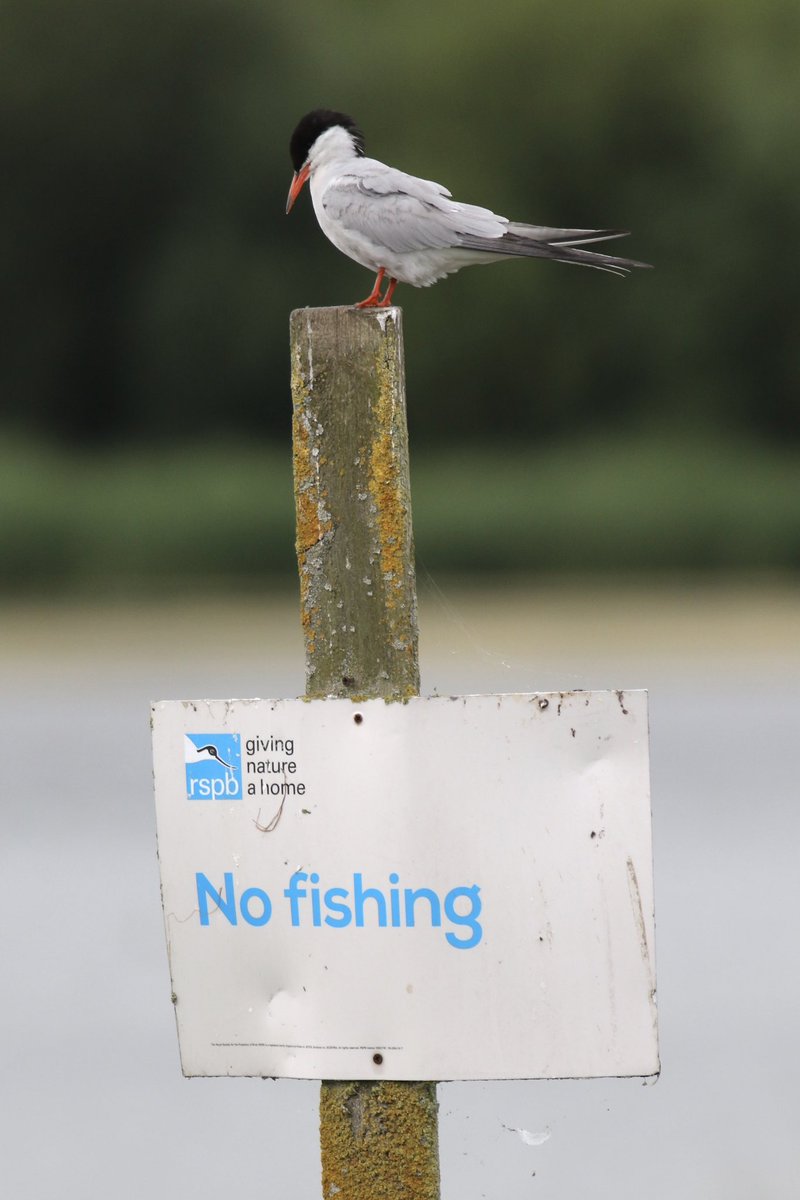 patricksafford_'s tweet photo. Had some enjoyable visits to St Aidans over the last month, with a different selection of migrant waders each visit complementing the always entertaining breeding birds. Starting to feel like autumn… https://t.co/9lKN59WxbY