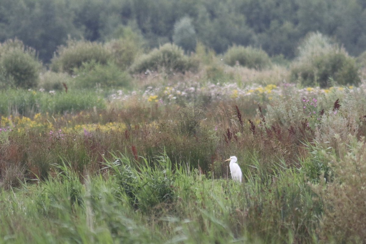 patricksafford_'s tweet photo. Had some enjoyable visits to St Aidans over the last month, with a different selection of migrant waders each visit complementing the always entertaining breeding birds. Starting to feel like autumn… https://t.co/9lKN59WxbY
