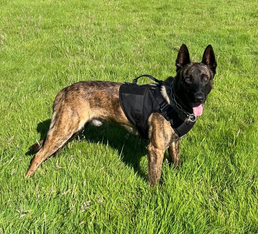 Following a RTC last week the driver of the car made off. PD Vos deployed to search and tracked across a field and located the driver hiding in bushes. Male arrested for drug driving offences #policedogs