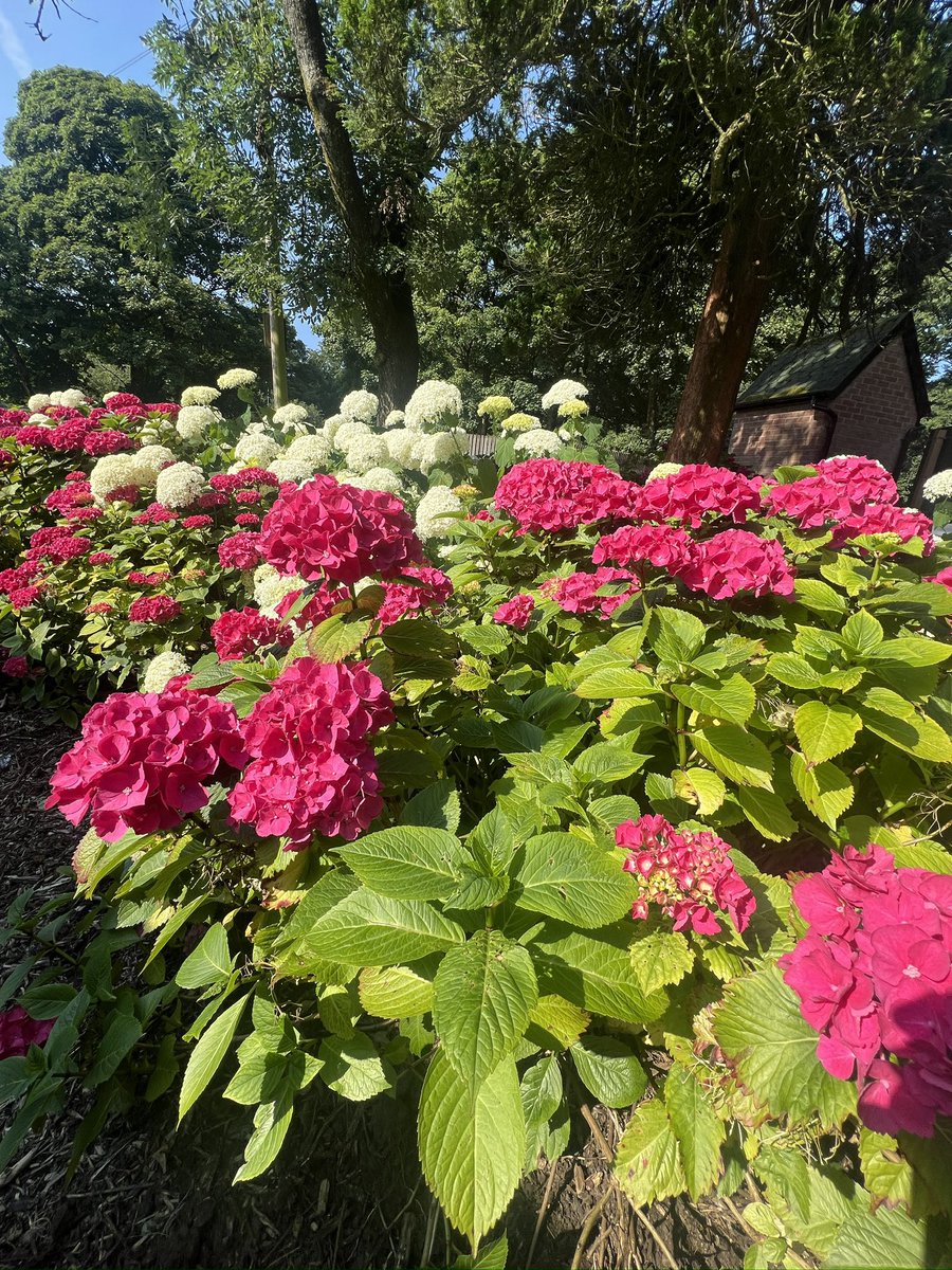 Thank you to the dedicated &amp; brilliant #HaighHall volunteer team  who work alongside our horticultural team🌺The volunteers are always smiling, one recently told us, “it’s so exciting to know we are an important part of the transformation”🌺If you want to join us, get in touch🌺