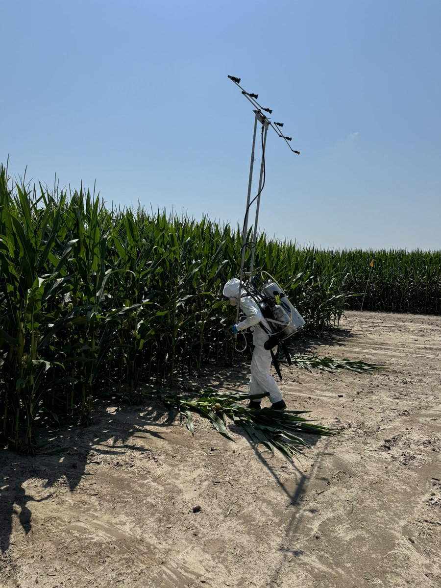 Miranda Ochs backpacked 1.8 miles of fungicide this morning with a 5-gallon tank and R1 corn! What a champ!