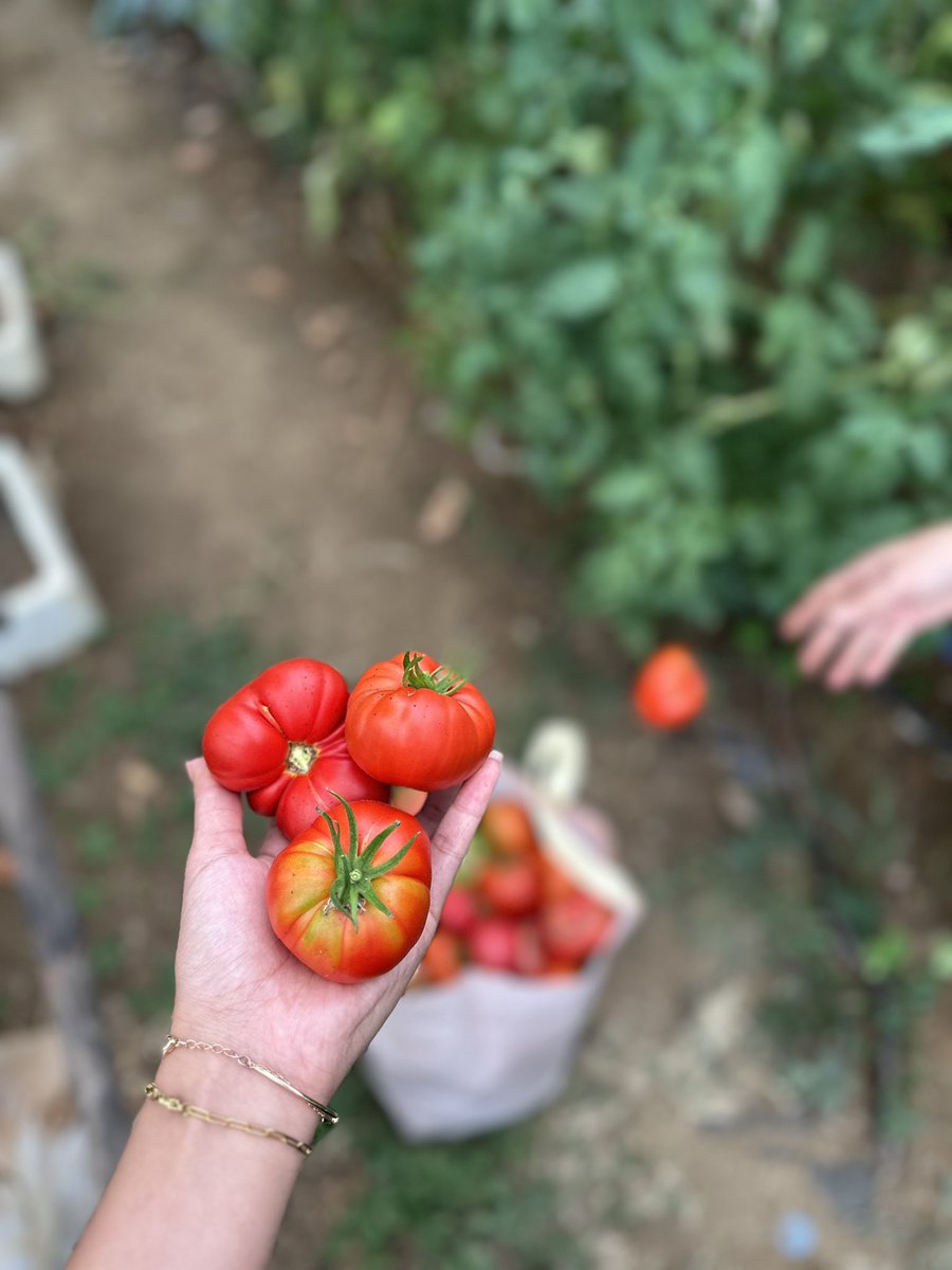 Doğanın ve domatesin iyileştirici gücü vardır🌿