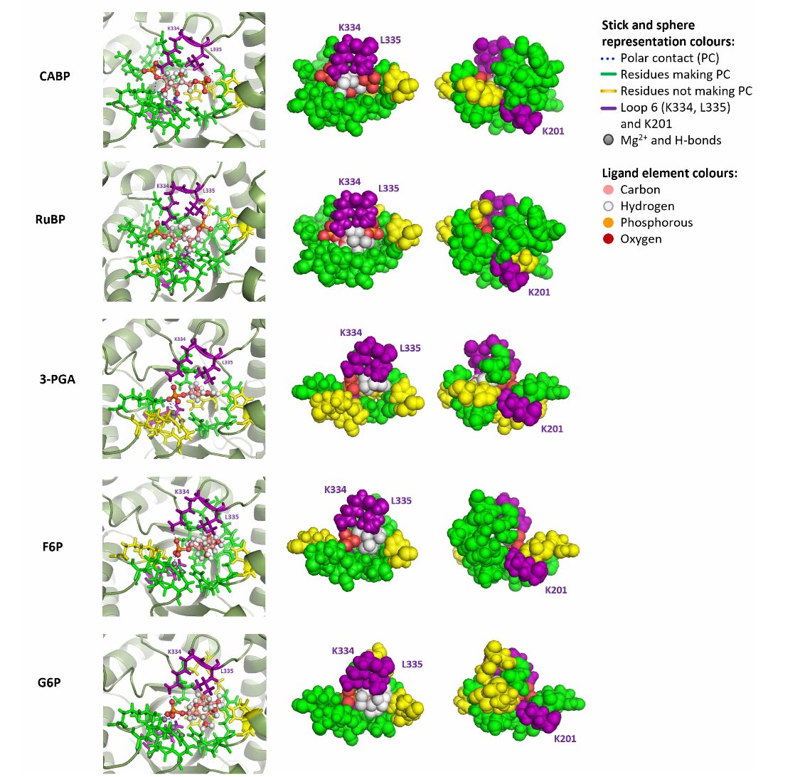 Ana Karla Lobo (@anaklobo) on Twitter photo I’m glad to share our (<a href="/SciDoug/">Doug Orr</a> <a href="/ecarmosilva/">ElizabeteCarmo-Silva</a>) latest publication: Regulation of Rubisco activity by interaction with chloroplast metabolites in the <a href="/Biochem_Journal/">Biochemical Journal</a> 🌾👩🏽🔬
<a href="/PhotoBoost3/">Photo Boost</a> <a href="/LancsPhotosynth/">Lancaster Photosynthesis Group</a>
Check on:
portlandpress.com/biochemj/artic… I’m glad to share our (<a href="/SciDoug/">Doug Orr</a> <a href="/ecarmosilva/">ElizabeteCarmo-Silva</a>) latest publication: Regulation of Rubisco activity by interaction with chloroplast metabolites in the <a href="/Biochem_Journal/">Biochemical Journal</a> 🌾👩🏽🔬
<a href="/PhotoBoost3/">Photo Boost</a> <a href="/LancsPhotosynth/">Lancaster Photosynthesis Group</a>
Check on:
portlandpress.com/biochemj/artic…