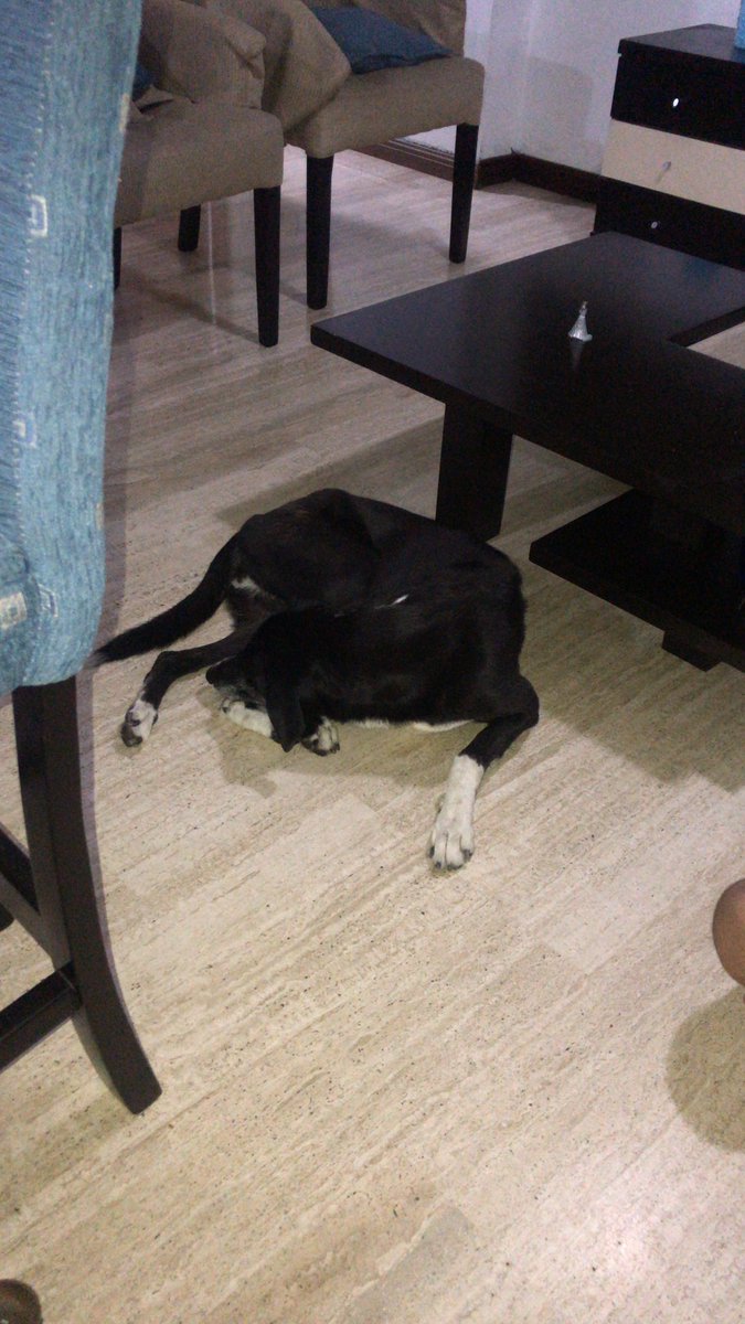 Me encontraron perdida y hambrienta en San Bernardino, Caracas. Si eres mi dueño contacta a <a href="/Beadrian/">Beatriz Adrián</a> si quieres adoptarme tambien. Gracias, necesito una familia, soy cariñosa y me llamaron Luna