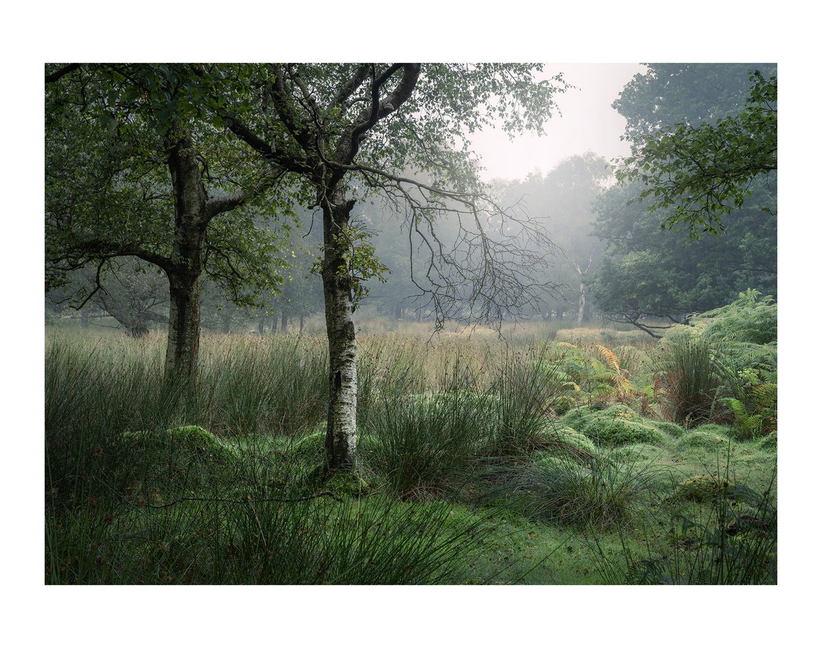 mattoliver73's tweet photo. Whispering gossips. Woodland 23. https://t.co/ULlOqHGCl0