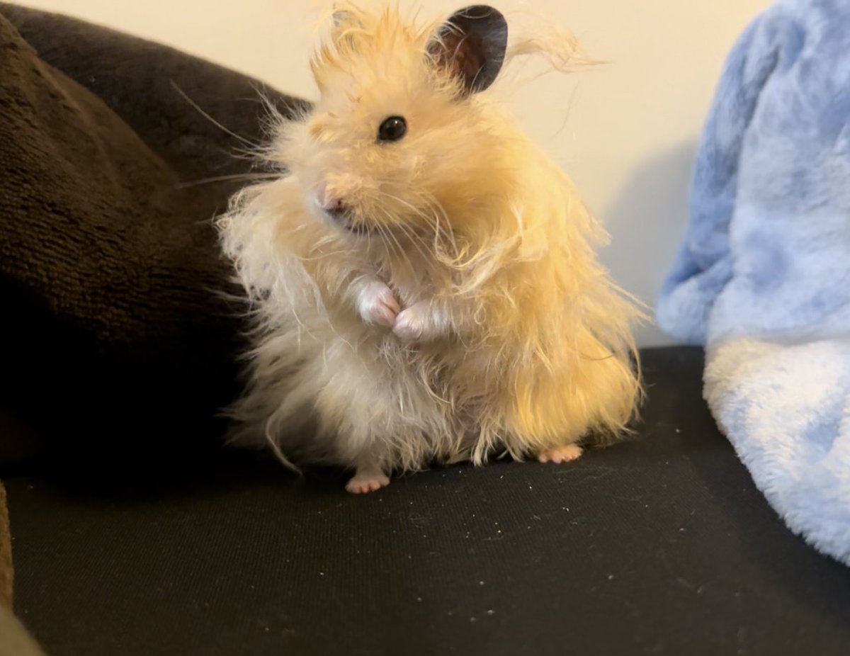 ham_guuu's tweet photo. クマさんです🐹

#ハムスターのいる暮らし https://t.co/L7SIJ02QvM