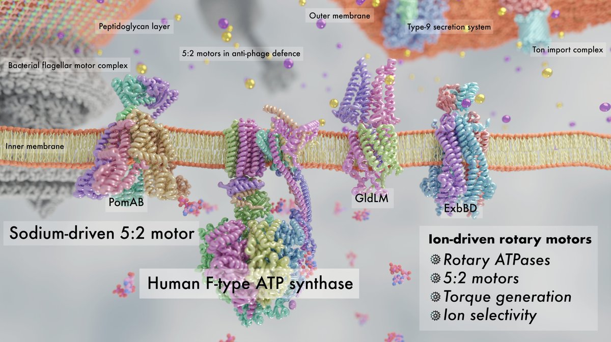 We are delighted to see our review come out in <a href="/COSB_CRSB/">Current Opinion/Research in Structural Biology</a>, where we review recent advances in the understanding of ion-driven rotary membrane motors.  Read it here:sciencedirect.com/science/articl… <a href="/UCPH_CPR/">CPRatUCPH</a> (1/5)