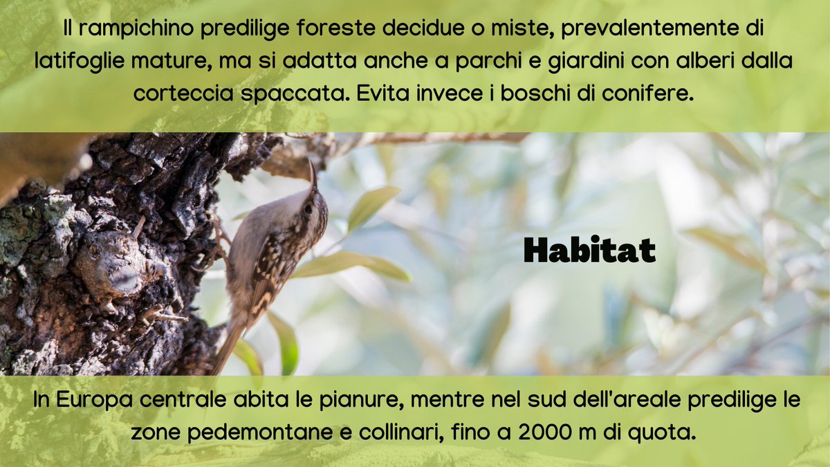 urbio_project's tweet photo. Il rampichino comune è un piccolo uccello passeriforme dall'aspetto paffuto e mimetico. Lo avete mai visto? 🌳📸

Vuoi aiutarci a monitorare gli animali della tua città? Diventa #volontario! https://t.co/fnmgVvwvp4 

#urbanbiodiversity #citizenscience #certhiabrachydactyla https://t.co/mJrmJbt1Ca