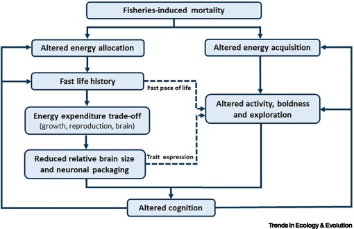 Online now: Evolutionary changes in cognition due to fisheries mortality? dlvr.it/TBWT4Y