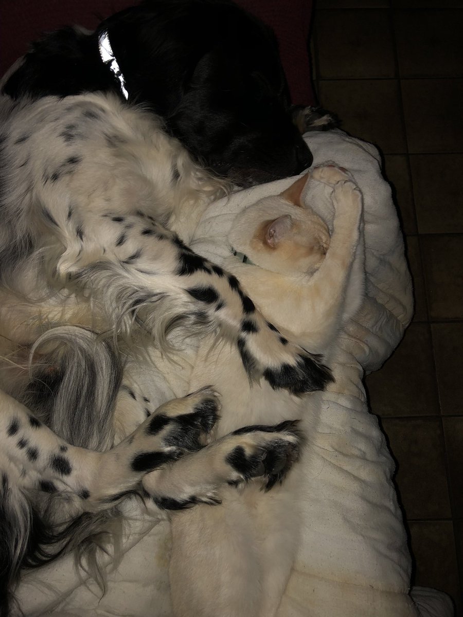 Sietje4's tweet photo. @Charlot12898347 @NlPjotr @Tines03009463 @hotemetoop #catolympics #simontrofee #blafsnuit&amp;poezels
Saamûh mette mijnûh maat/broer Xylon,
hij beschermert me sellûfs als ik slaapert https://t.co/0tcyFjg8w5