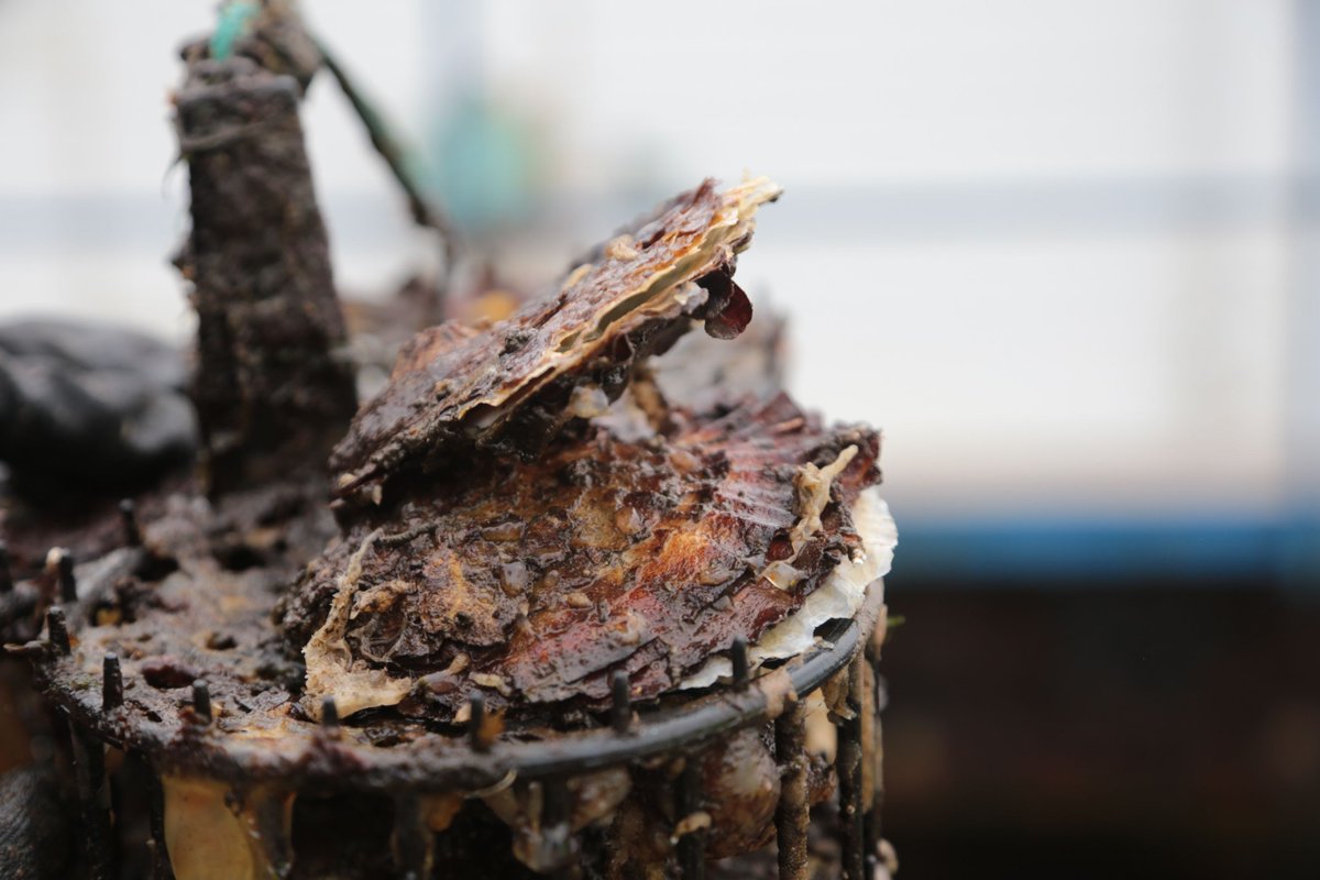 StrongerShores's tweet photo. On #WorldOysterDay, we celebrate the work of our Delivery Partners @TeesRiversTrust @Wild_Oysters working to restore native oyster populations. With the help of volunteers, they are monitoring and restoring these habitats as much as possible!
#FCERMStrategy #FCRIP #FCIP https://t.co/L6Db2jl9Ab