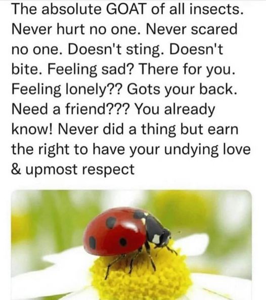 Respectful Memes tweet media