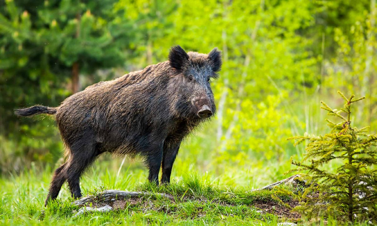 localBuddygo's tweet photo. Top 10 best hunting spots in the USA!                           

#5

🌴 Tallahassee, Florida🌴

Swamps, anyone? Tallahassee isn’t just about politics – it's a hotspot for wild turkey and feral hog hunting! Time to break out the camo and hit the wetlands. The lush, humid environment provides a unique challenge, and the abundant wildlife means you'll never have a dull moment. Don’t forget to use Local Buddy to guide your gator-infested escapade! 🦃

Tallahassee is home to the only known sinkhole with a waterfall, the aptly named "Falling Waters Sinkhole." It's a natural wonder worth visiting! #Swamp #Travel #hunting #LocalBuddy