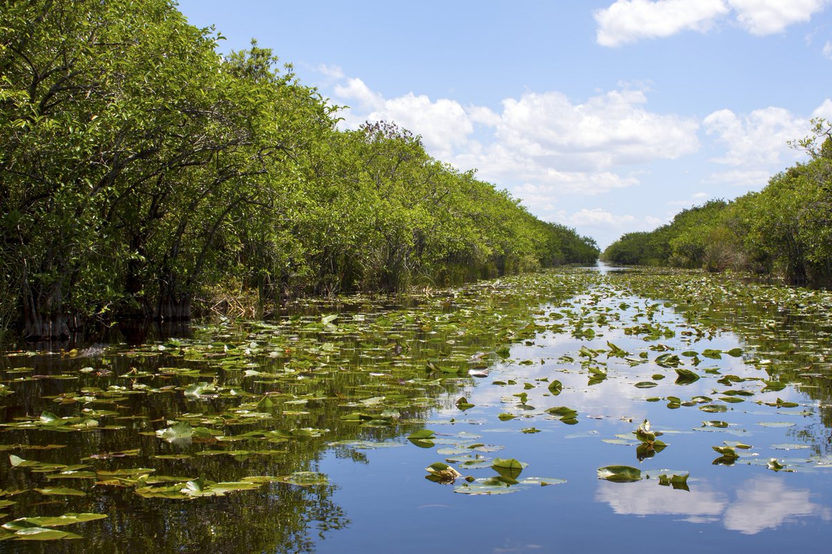 localBuddygo's tweet photo. Top 10 best hunting spots in the USA!                           

#5

🌴 Tallahassee, Florida🌴

Swamps, anyone? Tallahassee isn’t just about politics – it's a hotspot for wild turkey and feral hog hunting! Time to break out the camo and hit the wetlands. The lush, humid environment provides a unique challenge, and the abundant wildlife means you'll never have a dull moment. Don’t forget to use Local Buddy to guide your gator-infested escapade! 🦃

Tallahassee is home to the only known sinkhole with a waterfall, the aptly named "Falling Waters Sinkhole." It's a natural wonder worth visiting! #Swamp #Travel #hunting #LocalBuddy