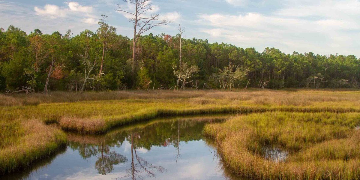 localBuddygo's tweet photo. Top 10 best hunting spots in the USA!                           

#5

🌴 Tallahassee, Florida🌴

Swamps, anyone? Tallahassee isn’t just about politics – it's a hotspot for wild turkey and feral hog hunting! Time to break out the camo and hit the wetlands. The lush, humid environment provides a unique challenge, and the abundant wildlife means you'll never have a dull moment. Don’t forget to use Local Buddy to guide your gator-infested escapade! 🦃

Tallahassee is home to the only known sinkhole with a waterfall, the aptly named "Falling Waters Sinkhole." It's a natural wonder worth visiting! #Swamp #Travel #hunting #LocalBuddy