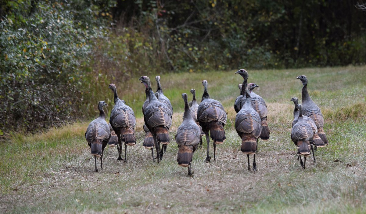 localBuddygo's tweet photo. Top 10 best hunting spots in the USA!                           

#5

🌴 Tallahassee, Florida🌴

Swamps, anyone? Tallahassee isn’t just about politics – it's a hotspot for wild turkey and feral hog hunting! Time to break out the camo and hit the wetlands. The lush, humid environment provides a unique challenge, and the abundant wildlife means you'll never have a dull moment. Don’t forget to use Local Buddy to guide your gator-infested escapade! 🦃

Tallahassee is home to the only known sinkhole with a waterfall, the aptly named "Falling Waters Sinkhole." It's a natural wonder worth visiting! #Swamp #Travel #hunting #LocalBuddy