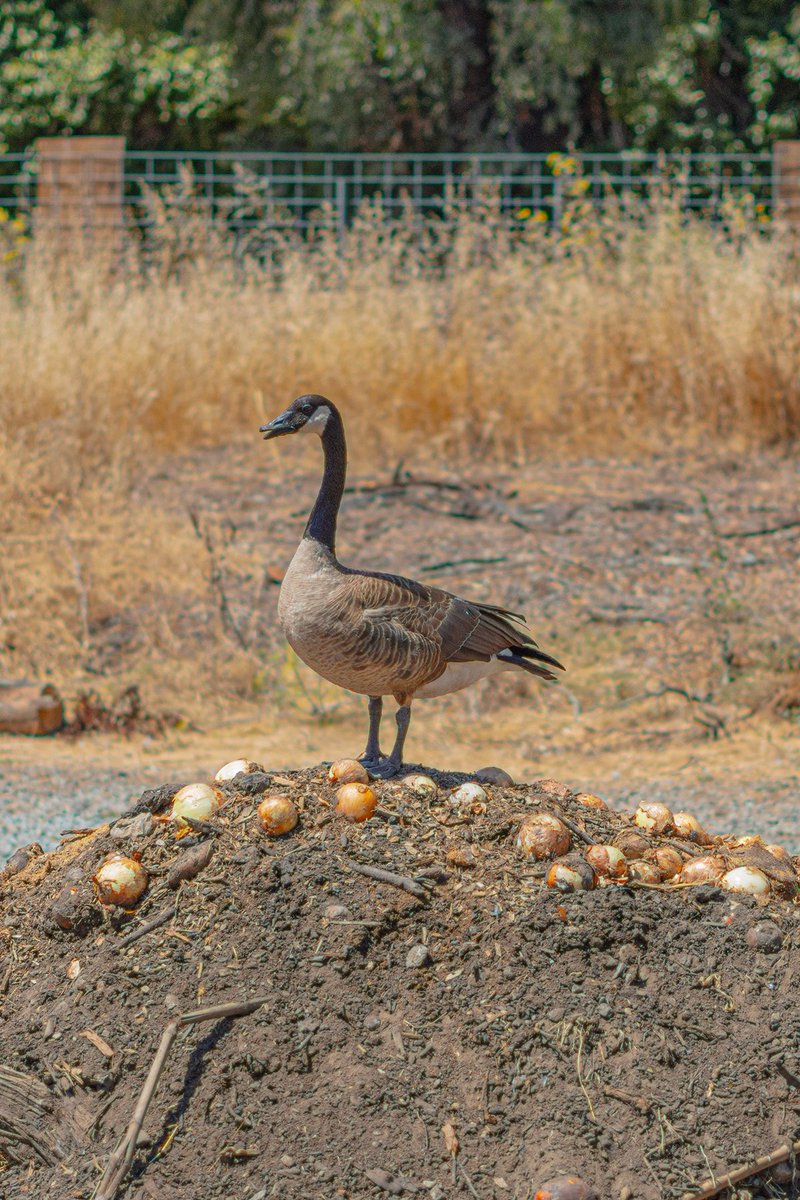 canopyx2's tweet photo. This #canadagoose was a #compostheap sentinel @ReapCenter on saturday during the Sea Level Adaptation workshop put on by @CityofAlameda  ...he was definitely exhibiting #lowcostbestoutcome strategies ;) https://t.co/5ST1BJhItK