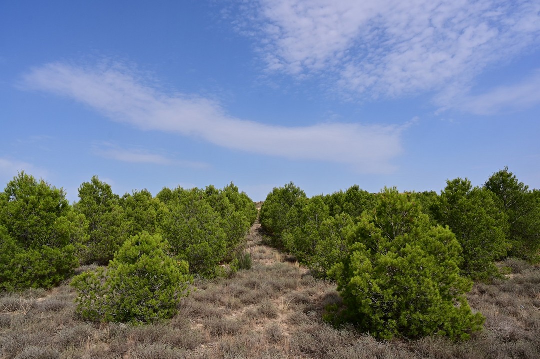 groasis's tweet image. Planted in 2011  as part of Life+ The Green Deserts project, these trees are planted with the #Waterboxx in the Monegros Desert have never received any irrigation. The trees are now up to 6m tall!
Recent beautiful photos and a video from Joti Jotiviris : youtube.com/watch?v=tOuzHJ…