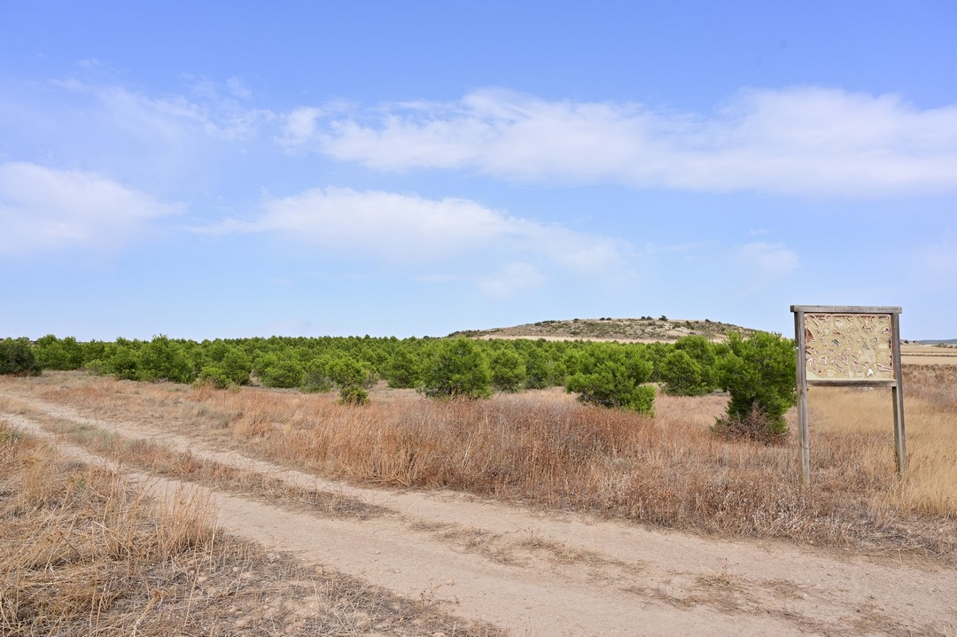 groasis's tweet image. Planted in 2011  as part of Life+ The Green Deserts project, these trees are planted with the #Waterboxx in the Monegros Desert have never received any irrigation. The trees are now up to 6m tall!
Recent beautiful photos and a video from Joti Jotiviris : youtube.com/watch?v=tOuzHJ…