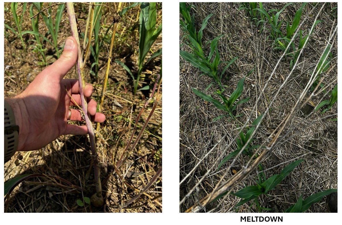 bw_fusion's tweet photo. Meltdown Monday!!

As fall approaches, connect with your dealer today to learn more about BW Meltdown and other BW Fusion products! Let's make a difference together and watch the growth happen💪 https://t.co/MkniCTbbkX