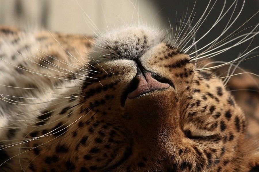 tia_visagie's tweet image. Chitra