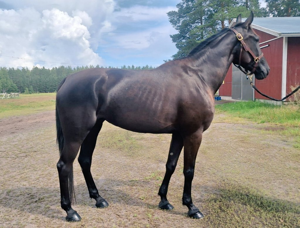 Liisa Nummi tweet media