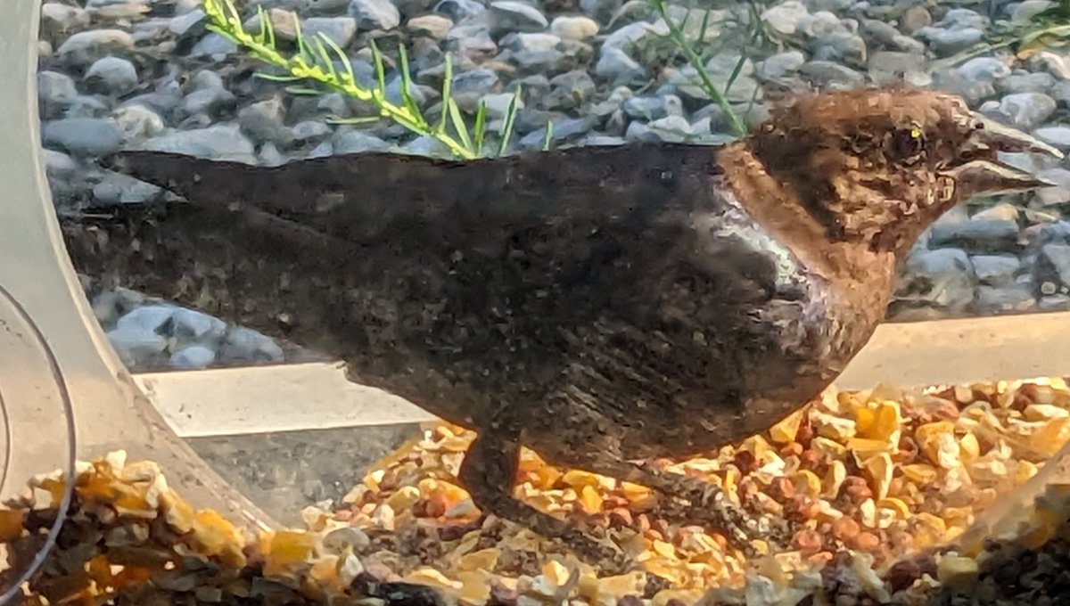 Brown-headed cowbird