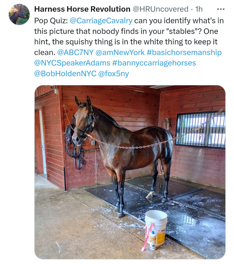 This POS 🤡 is bragging about throwing the cheapest shampoo on a horse when there are so many high quality products on the market. Didn't even invest in a decent sweat scraper or bucket! I don't see a hose, guess the horse suffers without a proper rinse after, not surprising.