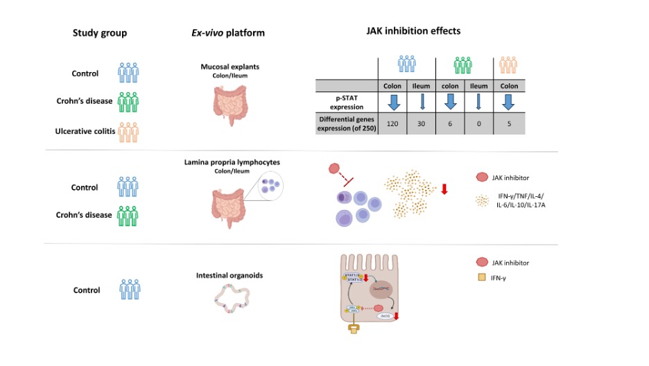 Journal of Crohn's and Colitis (@jcc_ibd) on Twitter photo Discordant effects of #JAK ex-vivo on inflammatory responses in colonic compared to ileal mucosa Kaboub et al. <a href="/IBD_GorenMD/">Idan Goren</a> <a href="/Iris_Dotan/">iris dotan</a> <a href="/JacobOllech/">Jacob Ollech</a> <a href="/HenitYanaiMD/">Henit Yanai</a>
academic.oup.com/ecco-jcc/advan… Discordant effects of #JAK ex-vivo on inflammatory responses in colonic compared to ileal mucosa Kaboub et al. <a href="/IBD_GorenMD/">Idan Goren</a> <a href="/Iris_Dotan/">iris dotan</a> <a href="/JacobOllech/">Jacob Ollech</a> <a href="/HenitYanaiMD/">Henit Yanai</a>
academic.oup.com/ecco-jcc/advan…