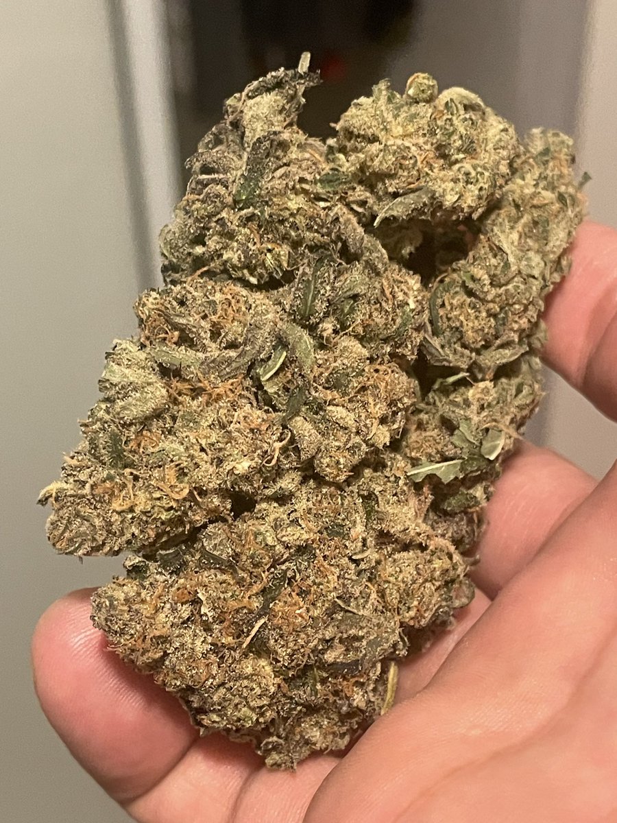 Fernand49034227's tweet photo. Catcher Dream 😴 
#canna #weed #ganja 
 #bloomroom https://t.co/GHFQvgK9Z1