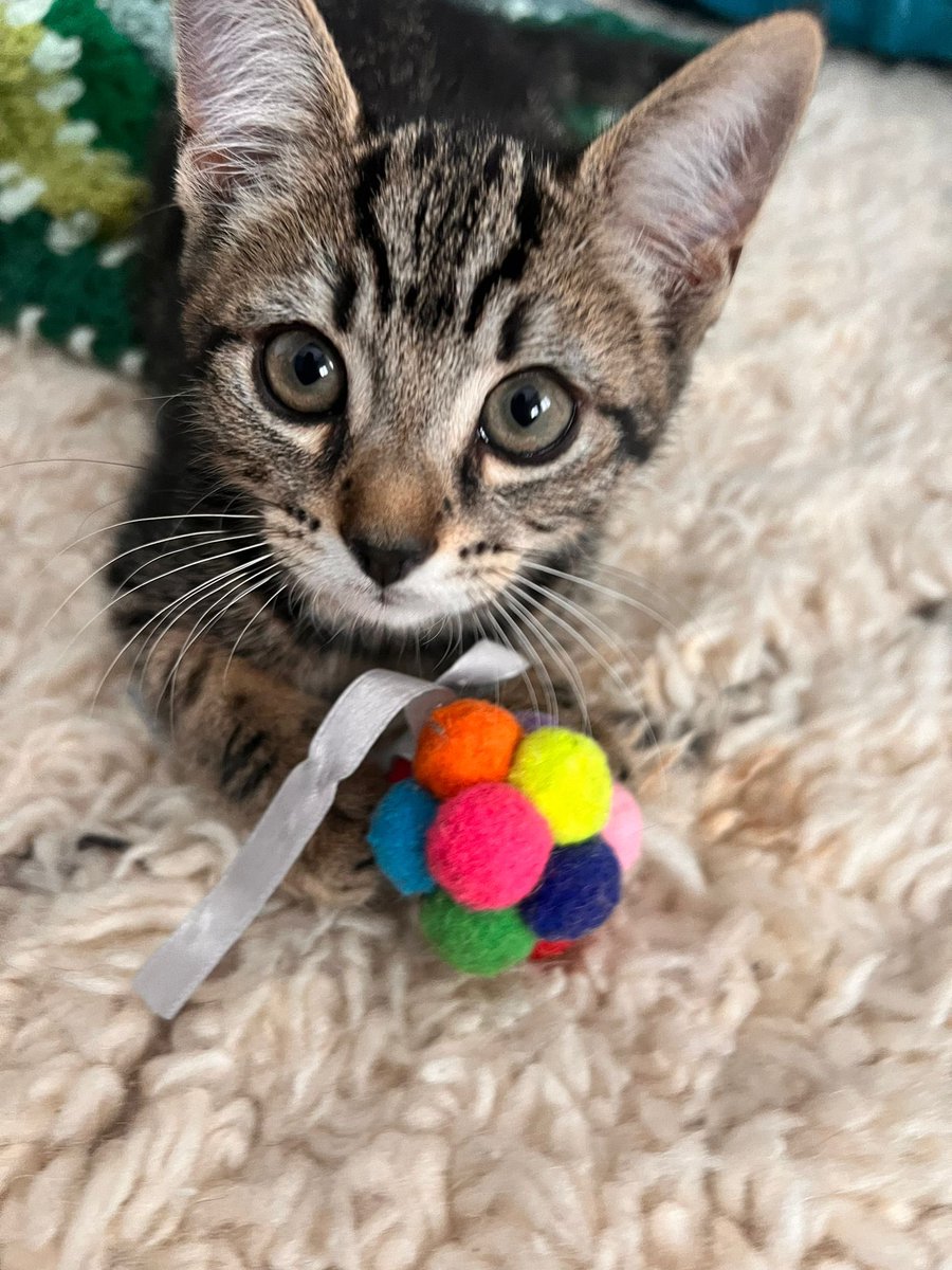 Richard Osman tweet media