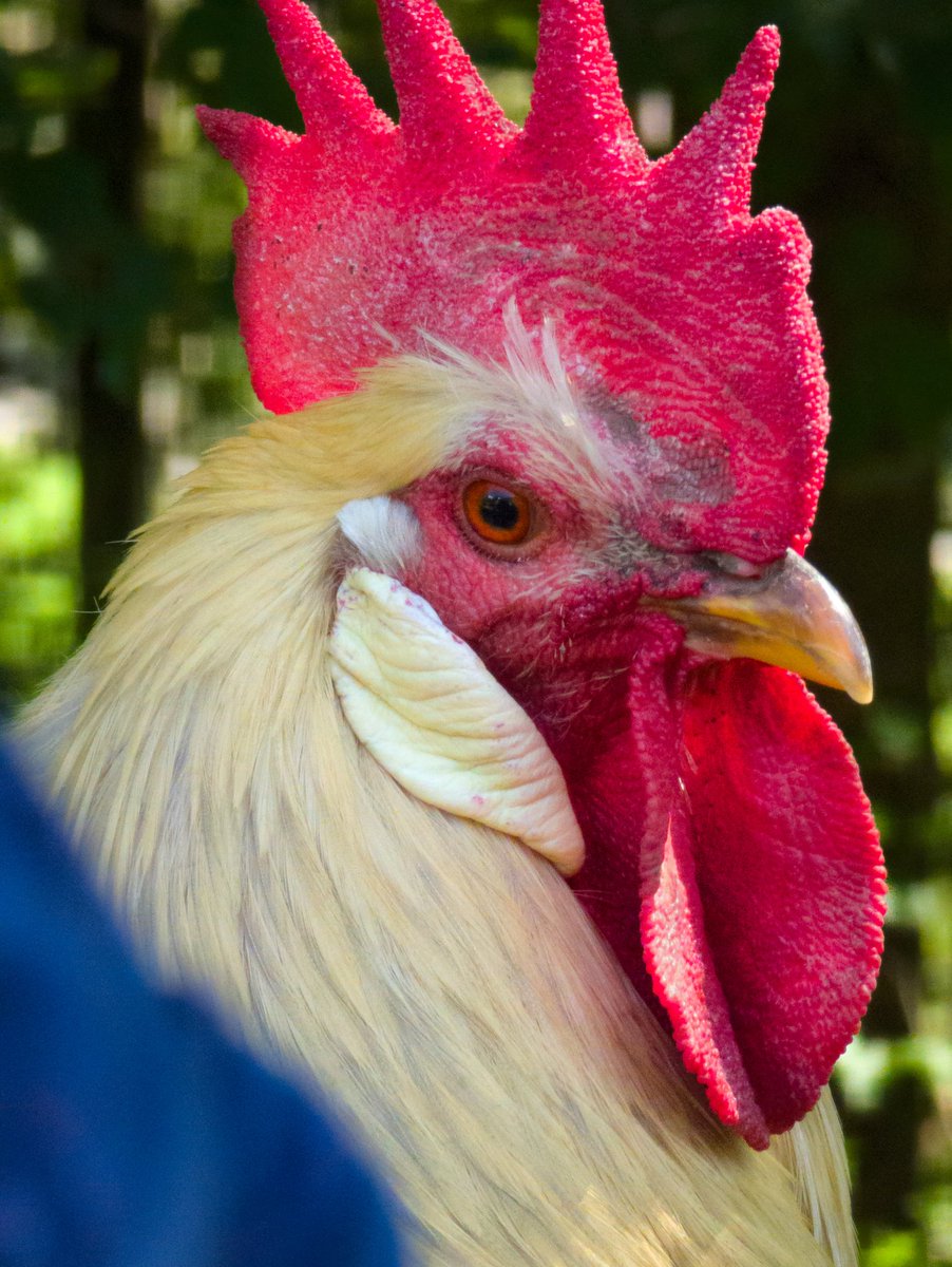 Très content de cette photo mais comme mon compte Insta est dédié au noir et blanc, je pose ça ici! 😁
(Un grand merci à la robe bleue de ma femme pour compléter le drapeau 🇨🇵).
Pour suivre mes moments N&amp;B 📸 : instagram.com/matt.bw.moments