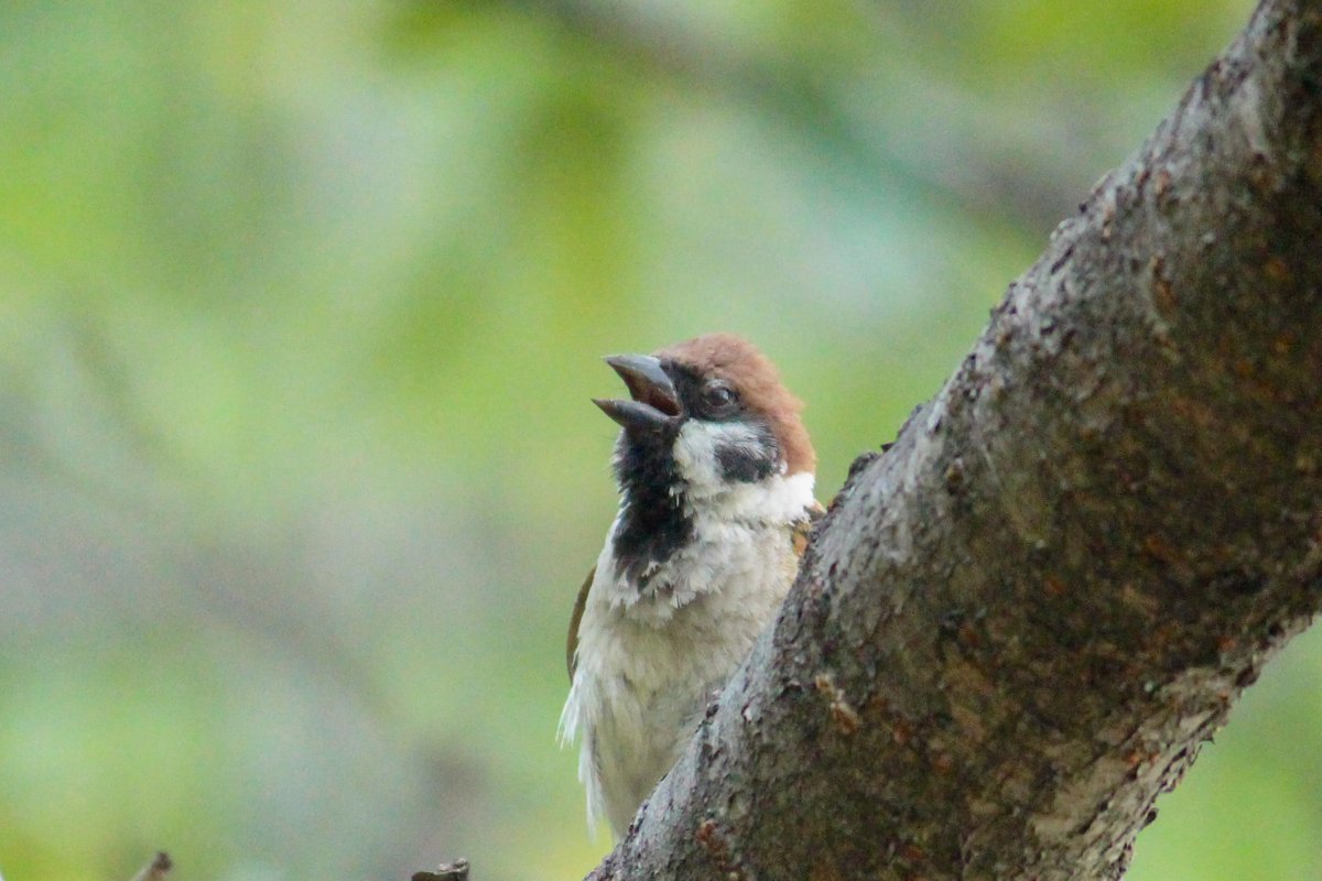 PasserSuzume_07's tweet image. 今日は ＃WorldWideWebの日
世界初となるWebサイトがネット上に
公開された日です。

めざせ
ワールドワイド
チュンチュン！

#すずめたちのいるところ