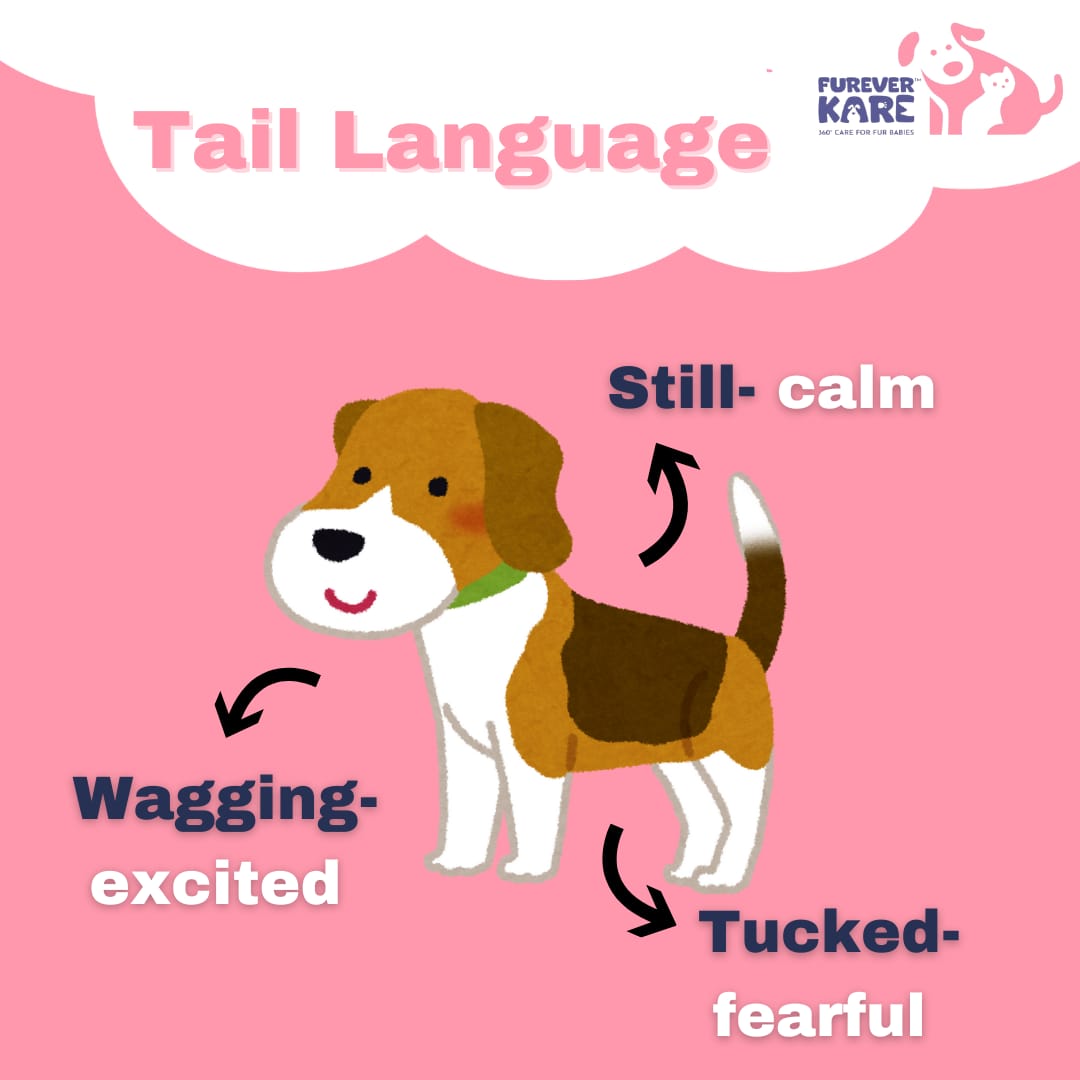 FureverKare's tweet photo. Ever wondered what your dog is trying to tell you? 🐶 Swipe through this post to decode canine body language and understand your pup better!

#CanineBodyLanguage #DogCommunication #UnderstandYourDog #PetParentingTips  #DogLanguageMatters #FureverKare https://t.co/Q3DFjhKqD1